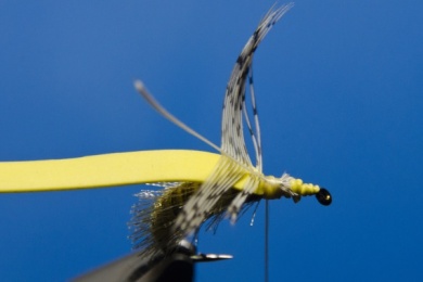 Fly tying - Ribbon Caddis Pupa - Step 13