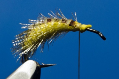 Fly tying - Ribbon Caddis Pupa - Step 11