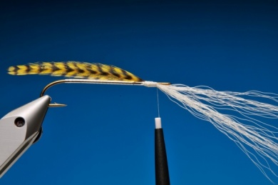 Fly tying - Argentine Perch Thunder Creek - Step 3