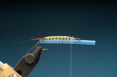 Fly tying - Gilled Chiloporter - Step 6
