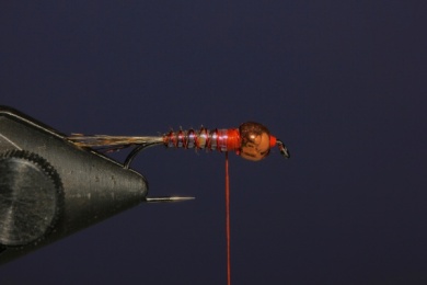 Fly tying - French Nymph - Step 7