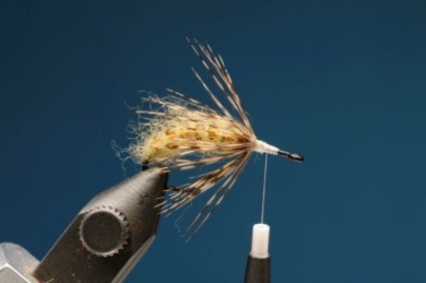 Fly tying - M.M. Translucent Pupa - Step 6