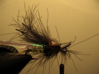 Fly tying - Rhyacophila Emerger - Step 5