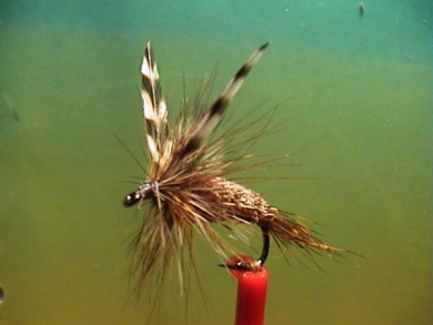 Fly tying - Irresistable - Step 7