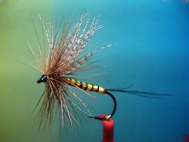 Fly tying - Band-Maifliege - Step 7