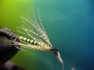 Fly tying - Band-Maifliege - Step 5