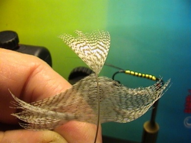 Fly tying - Band-Maifliege - Step 4