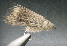 Streaking Caddis