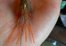 EP fiber shrimp