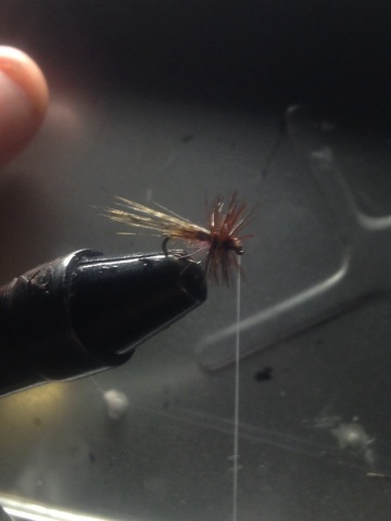 Fly tying - Tricoptero la saltona - Step 1