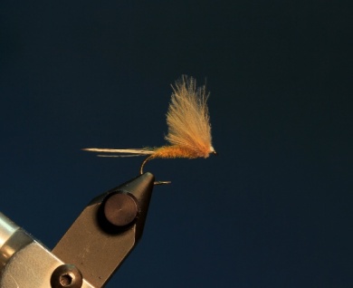 Fly tying - CDC DUN - Step 11