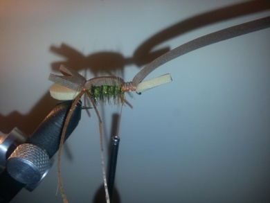 Fly tying - Amy´s Ant - Step 6
