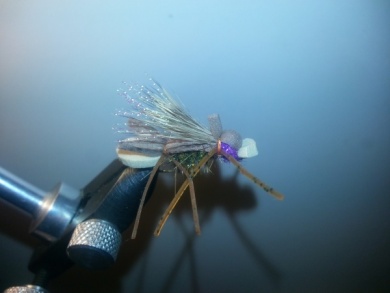 Fly tying - Amy´s Ant - Step 13