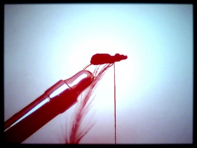 Fly tying - escarabajo - Step 5