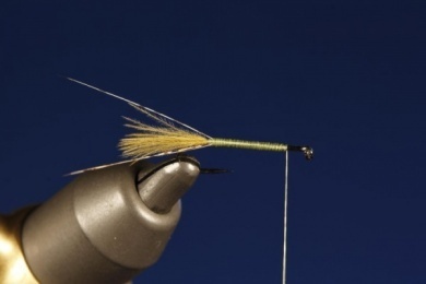 Fly tying - CDC FLOATING NYMPH - Step 2