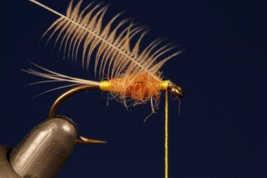 Fly tying - Tup's Indispensable - Step 3