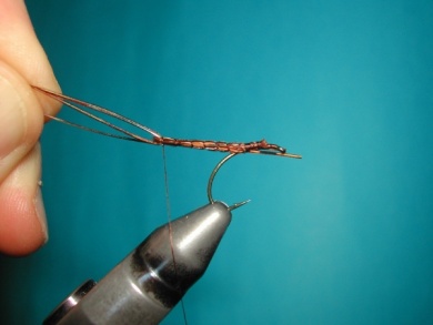 Fly tying - May fly - Step 8