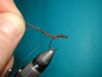 Fly tying - May fly - Step 9