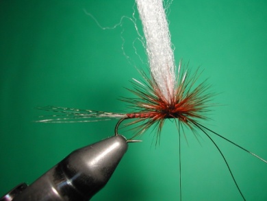 Fly tying - Paraloop with wings - Step 12