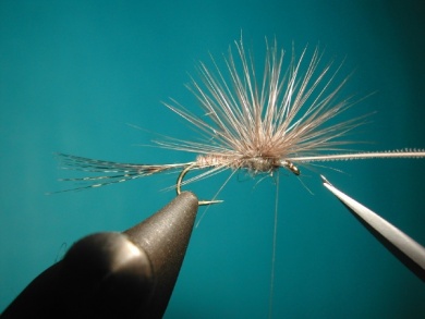 Fly tying - Paraloop without loop - Step 13