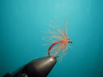 Fly tying - Valtellina spider - Step 10