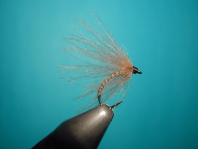 Fly tying - Valtellina spider - Step 9