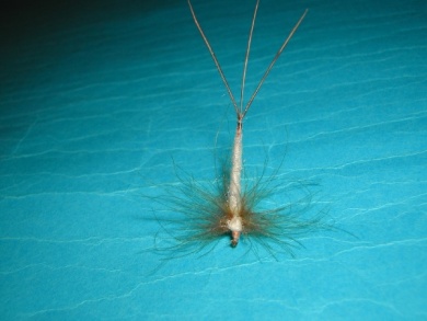 Fly tying - May fly spent - Step 10