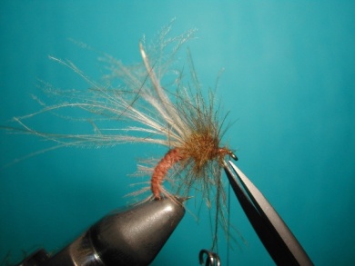 Fly tying - Caddis emerger CDC body. - Step 9