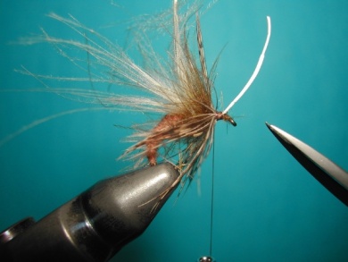 Fly tying - Caddis emerger CDC body. - Step 11