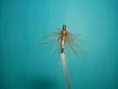 Fly tying - Self Split hackle fly - Step 10