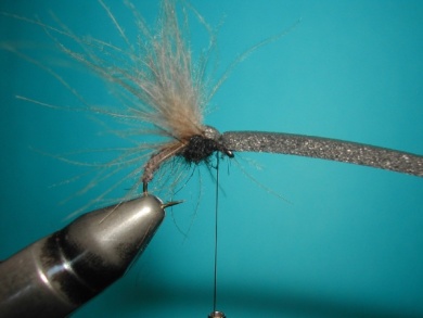 Fly tying - Upset hackle. - Step 8