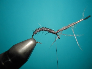 Fly tying - Upset hackle. - Step 2