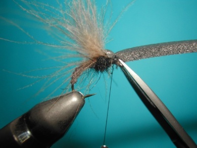 Fly tying - Upset hackle. - Step 9