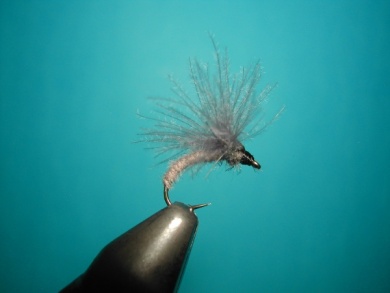 Fly tying - Upset hackle. - Step 13