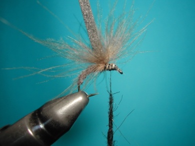 Fly tying - Upset hackle. - Step 6