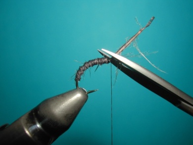 Fly tying - Upset hackle. - Step 3