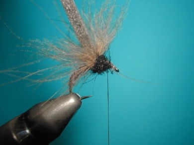 Fly tying - Upset hackle. - Step 7