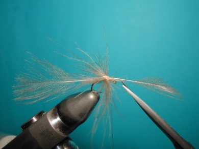 Fly tying - Mirage spent - Step 6
