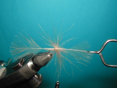 Fly tying - Mirage spent - Step 5
