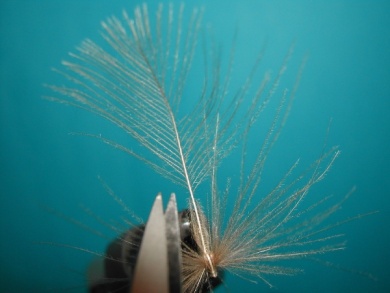 Fly tying - Mirage spent - Step 8