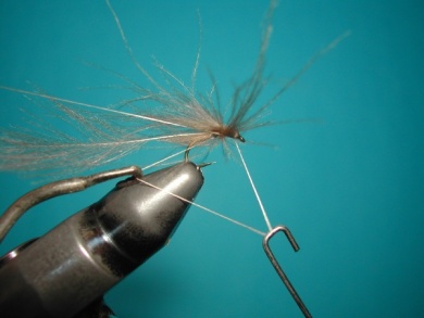Fly tying - Mirage spent - Step 7