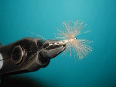 Fly tying - Mirage spent - Step 10