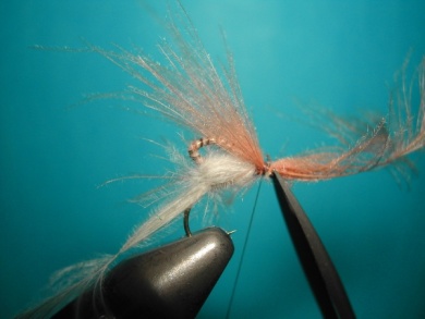 Fly tying - Cripple - Step 14