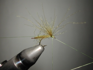 Fly tying - Mirage 2 - Step 6