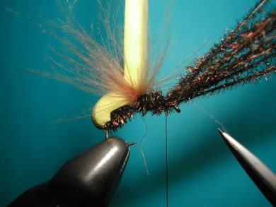 Fly tying - Wasp - Step 7