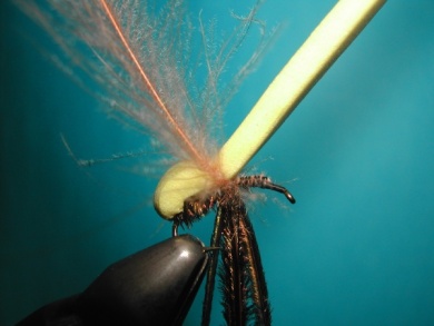 Fly tying - Wasp - Step 5