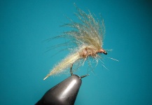 CDC emerger