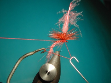 Fly tying - Emerger - Step 8