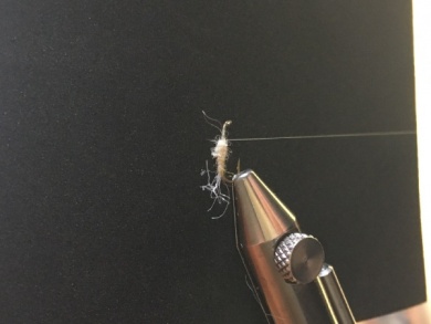 Fly tying - Ghost Loopwing Emerger ( PMD/Sulpher ) - Step 4