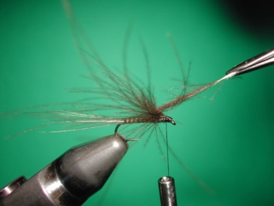 Fly tying -  CDC May fly Spent - Step 6
